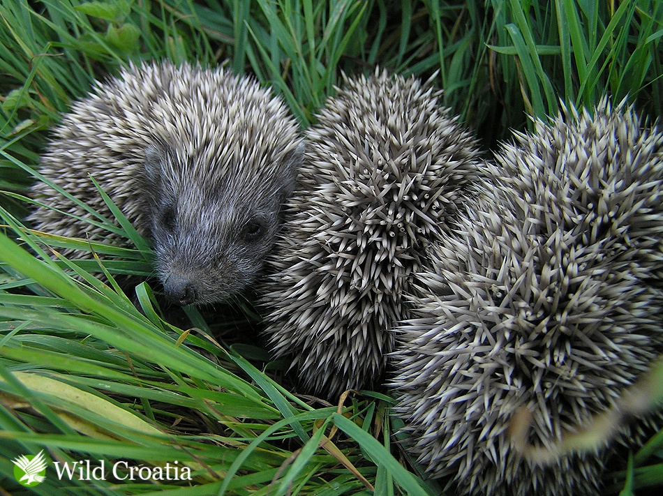 Mladi ježevi // foto: Darko Podravec