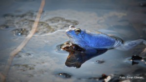 Močvarna smeđa žaba // foto Zoran Ožetski