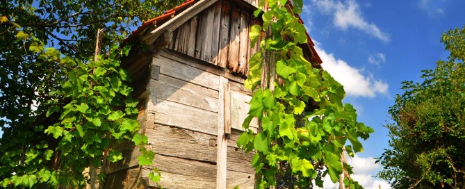 Foto: Zoran Ožetski