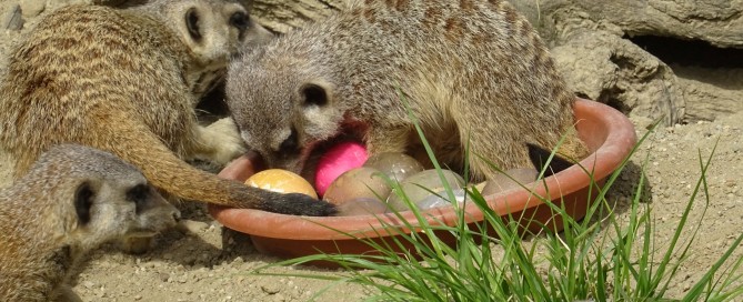 Foto: Zoo Grada Zagreba