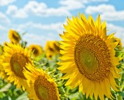 Foto: Aleksandr Eremin