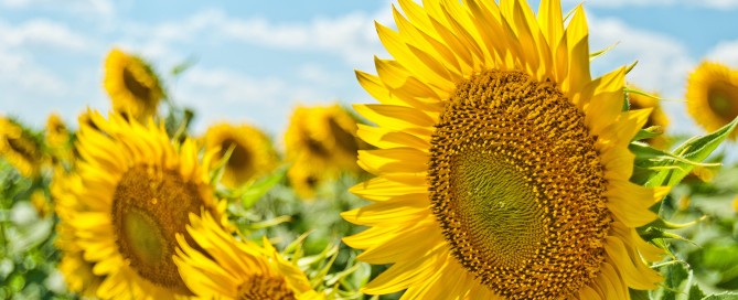 Foto: Aleksandr Eremin