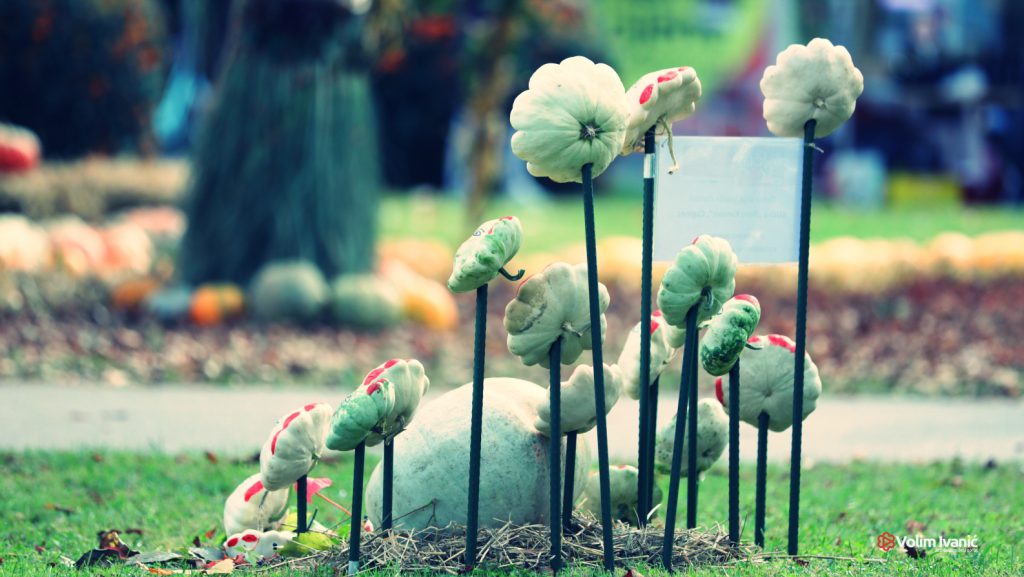 Bučijada u Ivanić-Gradu – sajam bučinog ulja i proizvoda od buče u središtu grada