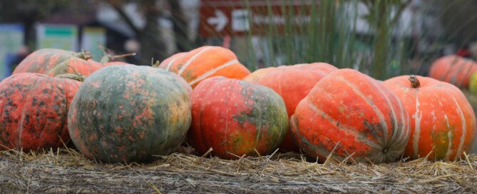 Bučijada u Ivanić-Gradu – sajam bučinog ulja i proizvoda od buče u središtu grada