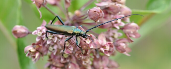 Strizibuba na cvijetu svilenice