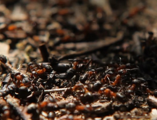 Čudesna šuma Žutica – 14. dio // Veliki crveni šumski mrav