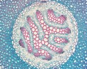 Izložba Nikola Koletić Križ u Galeriji Križ